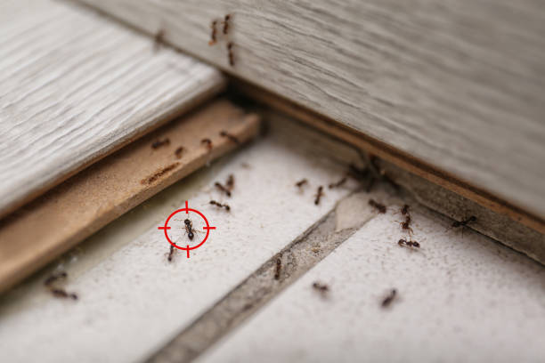 Best Rodent Control Near Me  in Forest Meadows, CA